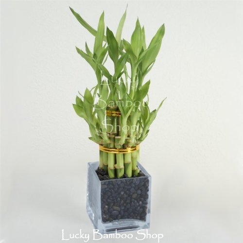 Two Tier Tower - Lucky Bamboo Arrangement