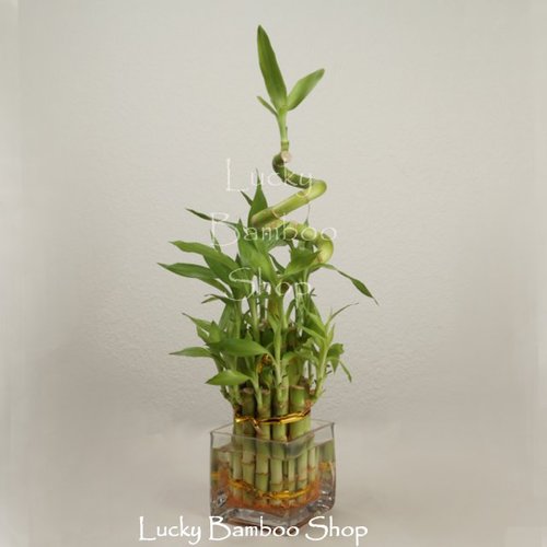 Two Tier Spiral Tower- Clear Vase- Lucky Bamboo