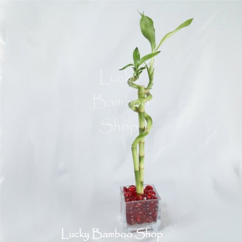  Spiral Lucky Bamboo Arrangement - Hugs and Kisses in Red
