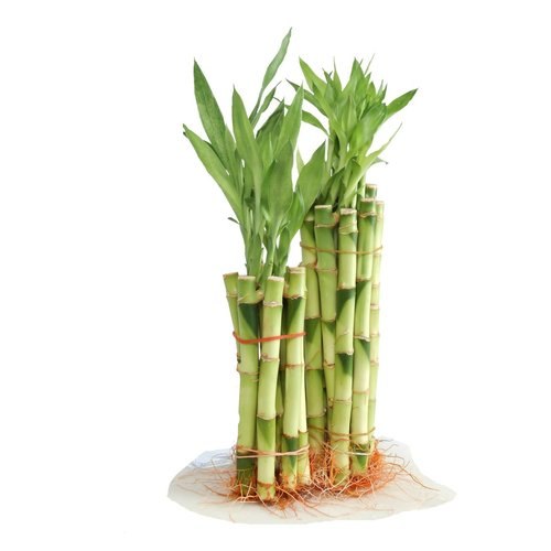 60"  straight lucky bamboo