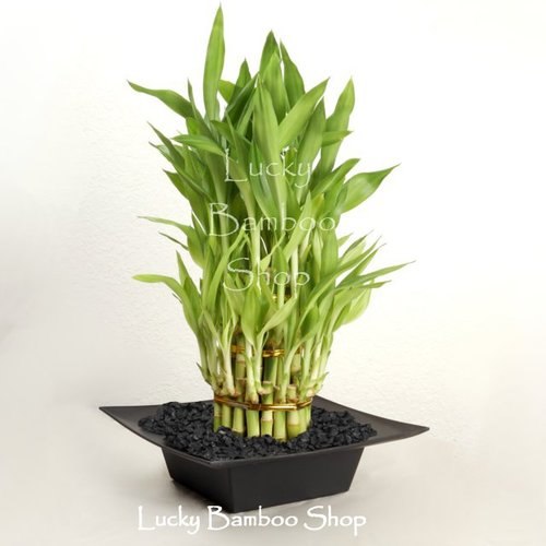 Three Tier Tower- Lucky Bamboo Arrangement